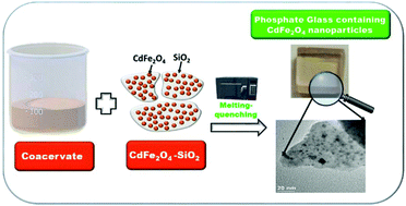 Graphical abstract: Phosphate glasses via coacervation route containing CdFe2O4 nanoparticles: structural, optical and magnetic characterization