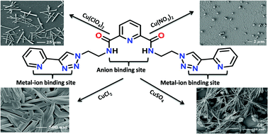 Graphical abstract: Anion-dependent thermo-responsive supramolecular superstructures of Cu(ii) macrocycles