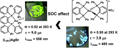 Graphical abstract: Near-unity thermally activated delayed fluorescence efficiency in three- and four-coordinate Au(i) complexes with diphosphine ligands