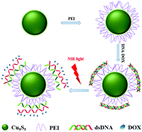 Graphical abstract: DNA decorated Cu9S5 nanoparticles as NIR light responsive drug carriers for tumor chemo–phototherapy