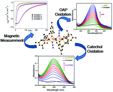 Graphical abstract: Mixed azido/phenoxido bridged trinuclear Cu(ii) complexes of Mannich bases: Synthesis, structures, magnetic properties and catalytic oxidase activities