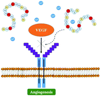 Graphical abstract: Peptides derived from the histidine–proline rich glycoprotein bind copper ions and exhibit anti-angiogenic properties