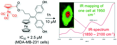 Graphical abstract: Ferrocifens labelled with an infrared rhenium tricarbonyl tag: synthesis, antiproliferative activity, quantification and nano IR mapping in cancer cells