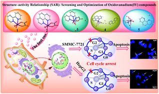 Graphical abstract: Synthesis, in vitro cytotoxicity, and structure–activity relationships (SAR) of multidentate oxidovanadium(iv) complexes as anticancer agents