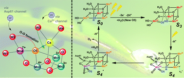 Graphical abstract: Why nature chose the Mn4CaO5 cluster as water-splitting catalyst in photosystem II: a new hypothesis for the mechanism of O–O bond formation