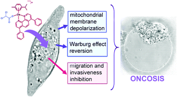 Graphical abstract: Half-sandwich Os(ii) and Ru(ii) bathophenanthroline complexes: anticancer drug candidates with unusual potency and a cellular activity profile in highly invasive triple-negative breast cancer cells