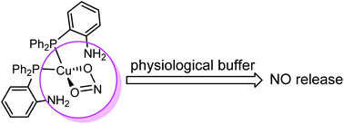 Graphical abstract: Nitric oxide-release study of a bio-inspired copper(i)-nitrito complex under chemical and biological conditions