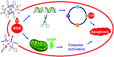 Graphical abstract: Palladium(ii) and platinum(ii) saccharinate complexes with bis(diphenylphosphino)methane/ethane: synthesis, S-phase arrest and ROS-mediated apoptosis in human colon cancer cells