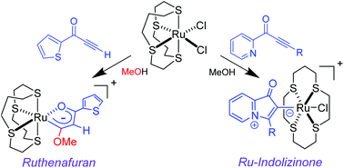 Graphical abstract: Ruthenium–indolizinone complexes as a new class of metalated heterocyclic compounds: insight into unconventional alkyne activation pathways, revelation of unexpected electronic properties and exploration of medicinal application