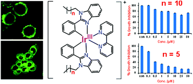 Graphical abstract: Alkyl chain-modified cyclometalated iridium complexes as tunable anticancer and imaging agents