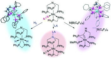 Graphical abstract: Synthesis and reactivity of an N-triphos Mo(0) dinitrogen complex