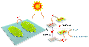 Graphical abstract: Integrated BiPO4 nanocrystal/BiOBr heterojunction for sensitive photoelectrochemical sensing of 4-chlorophenol