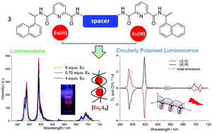 Graphical abstract: The effect of the linker size in C2-symmetrical chiral ligands on the self-assembly formation of luminescent triple-stranded di-metallic Eu(iii) helicates in solution