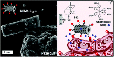 Graphical abstract: Slow-targeted release of a ruthenium anticancer agent from vitamin B12 functionalized marine diatom microalgae