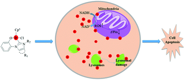 Graphical abstract: Phenoxide chelated Ir(iii) N-heterocyclic carbene complexes: synthesis, characterization, and evaluation of their in vitro anticancer activity