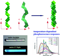 Graphical abstract: Metal ion coordination enhancing quantum efficiency of ligand phosphorescence in a double-stranded helical chain coordination polymer of Pb2+ with nicotinic acid