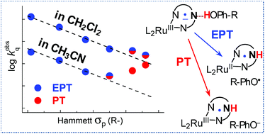 Graphical abstract: Solvent-dependent transition from concerted electron–proton to proton transfer in photoinduced reactions between phenols and polypyridine Ru complexes with proton-accepting sites