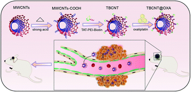 Graphical abstract: Designing dual-functionalized carbon nanotubes with high blood–brain-barrier permeability for precise orthotopic glioma therapy