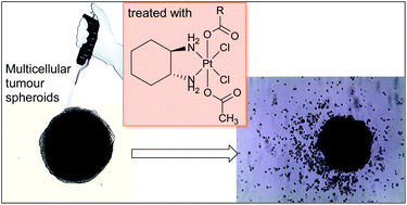 Graphical abstract: Synthesis and characterization of cyclohexane-1R,2R-diamine-based Pt(iv) dicarboxylato anticancer prodrugs: their selective activity against human colon cancer cell lines