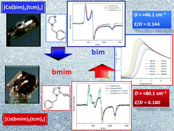 Graphical abstract: Field-induced slow magnetic relaxation in pseudooctahedral cobalt(ii) complexes with positive axial and large rhombic anisotropy