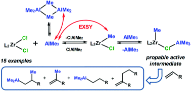 Graphical abstract: Ligand exchange processes in zirconocene dichloride–trimethylaluminum bimetallic systems and their catalytic properties in reaction with alkenes