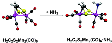 Graphical abstract: Reversible complexation of ammonia by breaking a manganese–manganese bond in a manganese carbonyl ethylenedithiolate complex: a theoretical study of an unusual type of Lewis acid