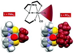 Graphical abstract: Synthesis and ligand substitution reactions of κ4-B,S,S′,S′′-ruthenaboratranes