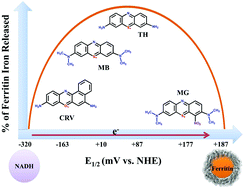 Graphical abstract: Phenothiazines and phenoxazines: as electron transfer mediators for ferritin iron release