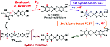 Graphical abstract: Consecutive ligand-based PCET processes affording a doubly reduced nickel pyrazinedithiolate which transforms into a metal hydride required to evolve H2
