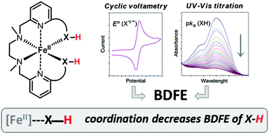 Graphical abstract: O–H and (CO)N–H bond weakening by coordination to Fe(ii)