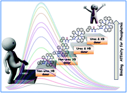 Graphical abstract: An integrated urea and halogen bond donor based receptor for superior and selective sensing of phosphates