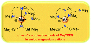 Graphical abstract: Amidomagnesium cations