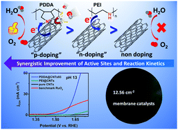 Graphical abstract: Boosting water oxidation on metal-free carbon nanotubes via directional interfacial charge-transfer induced by an adsorbed polyelectrolyte