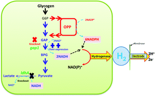 Graphical abstract: Crossing the Thauer limit: rewiring cyanobacterial metabolism to maximize fermentative H2 production