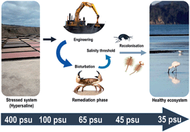 Graphical abstract: Assisted natural recovery of hypersaline sediments: salinity thresholds for the establishment of a community of bioturbating organisms
