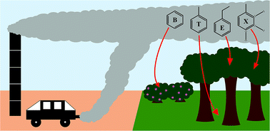 Graphical abstract: Potential for city parks to reduce exposure to BTEX in air