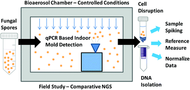 Graphical abstract: Validation of a quantitative PCR based detection system for indoor mold exposure assessment in bioaerosols