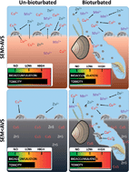Graphical abstract: Contrasting effects of bioturbation on metal toxicity of contaminated sediments results in misleading interpretation of the AVS–SEM metal-sulfide paradigm