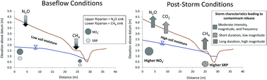 Graphical abstract: Changes in riparian hydrology and biogeochemistry following storm events at a restored agricultural stream