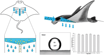 Graphical abstract: Manta ray gill inspired radially distributed nanofibrous membrane for efficient and continuous oil–water separation