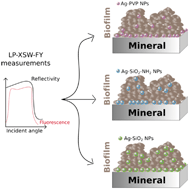 Graphical abstract: Dynamics of silver nanoparticles at the solution/biofilm/mineral interface