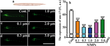 Graphical abstract: Polystyrene (nano)microplastics cause size-dependent neurotoxicity, oxidative damage and other adverse effects in Caenorhabditis elegans