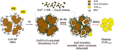 Graphical abstract: Influence of organic compounds on the sulfidation of copper oxide nanoparticles