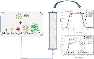 Graphical abstract: Effects of molecular weight fractionated humic acid on the transport and retention of quantum dots in porous media
