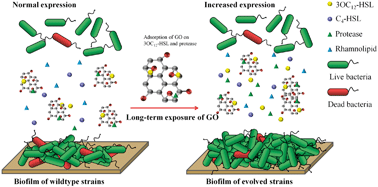 Graphical abstract: Interference of non-lethal levels of graphene oxide in biofilm formation and adaptive response of quorum sensing in bacteria