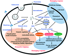 Graphical abstract: Cellular response of Chlorella pyrenoidosa to oxidized multi-walled carbon nanotubes