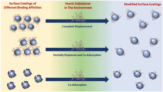 Graphical abstract: Displacement reactions between environmentally and biologically relevant ligands on TiO2 nanoparticles: insights into the aging of nanoparticles in the environment