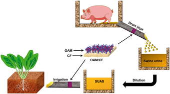 Graphical abstract: Functionalized nanocomposite for simultaneous removal of antibiotics and As(iii) in swine urine aqueous solution and soil