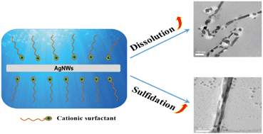 Graphical abstract: Impacts of surfactants on dissolution and sulfidation of silver nanowires in aquatic environments