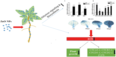 Graphical abstract: Involvement of ethylene signaling in zinc oxide nanoparticle-mediated biochemical changes in Arabidopsis thaliana leaves